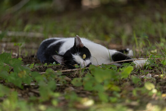 つぶらな瞳のごろごとしているぶち猫柄の野良猫