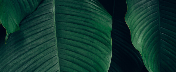 Obraz premium abstract tropical leaf textures on dark tone, natural green background