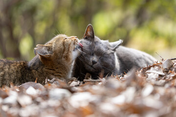 落ち葉の上で毛繕いし合う野良猫達 © AnagoSagari
