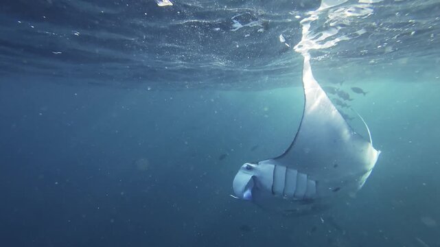 Snorkeling Experience with Manta Ray in Bali Crystal Clear Tropical Marine Environment