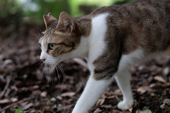 可愛いキジトラ柄とぶち猫柄の野良猫