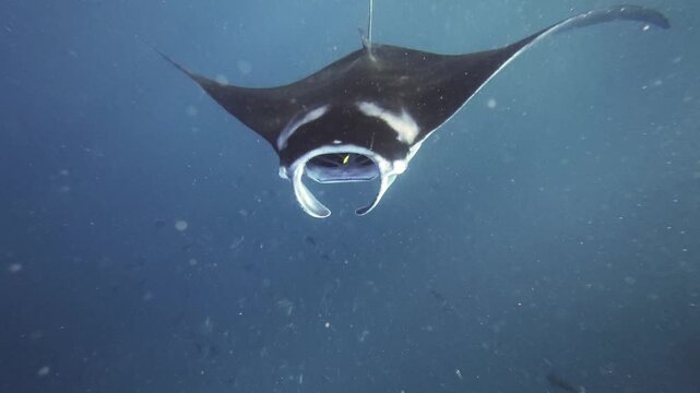 Snorkeler Watching Manta Ray Swimming in Crystal Clear Water Bali Underwater Scene
