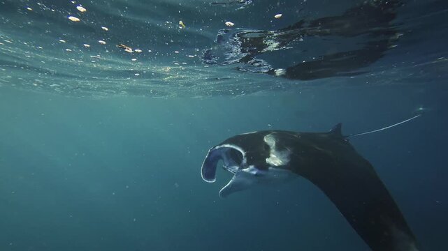 Snorkeling with Giant Manta Ray in Bali Clear Tropical Water Underwater Scene