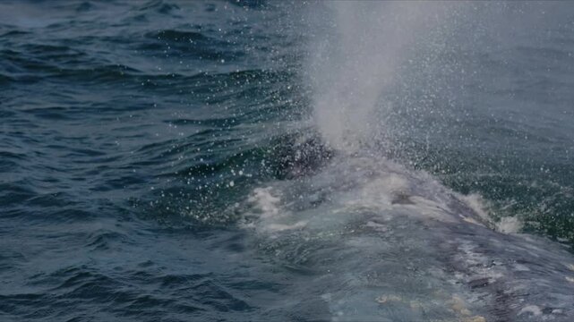 Large gray whale showing its back as it surfaces and releases a powerful spout into the air, dramatic ocean wildlife moment, calm water, close-up of marine mammal behavior with natural light and
