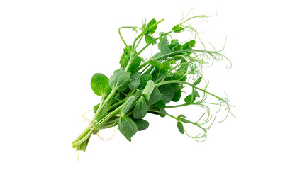 Fresh green pea shoots gather together in a bundle on a white background ready for cooking or salad preparation © Anatoli