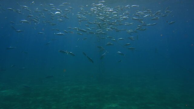 Boops boops shoal eating microscopic organisms in the Atlantic blue water