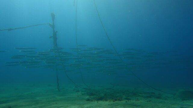 Sphyraena viridensis fish group patrolling the sandy seabed in the Atlantic