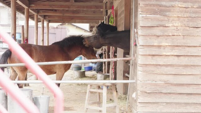Two horses interacting and touching noses inside a rustic stable at a farm in Japan