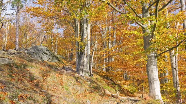 Sunlight filtering through vibrant golden beech trees in an autumn forest.