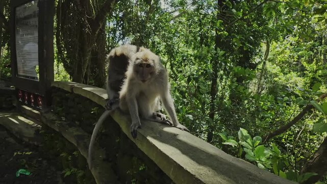 Adult Male Monkey Grooming Female Removing Fleas Close Up Bali Wildlife Scene