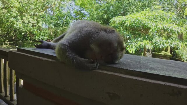 Sleeping Monkey Close Up Peaceful Wildlife Scene in Bali Jungle