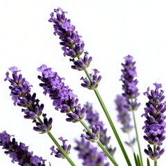 Obraz premium Fresh Purple Lavender Flowers on White Background