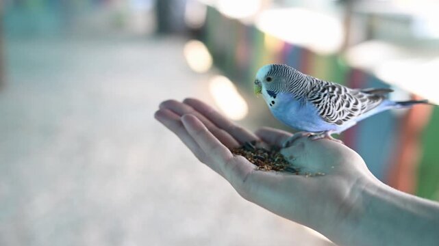 Pair of vibrant budgies eating seeds from person's palm. Concept of trust and animal friendship, blue and green parakeets in pet sanctuary, domestic bird care and interaction. Melopsittacus undulatus
