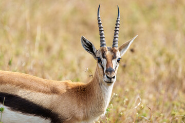 A lone Thomson's gazelle (Eudorcas thomsonii) stands alert in the grassy plains of the East African savannah in Serengeti. The image captures the animal's striking black lateral stripe, white underbel © Brian Scantlebury
