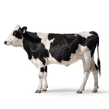 A black and white Holstein cow stands proudly on a pure white background, captured in a clear, full-body side view