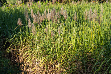 Obraz premium Lush green grasslands flourishing with wildflowers nature scene outdoor landscape