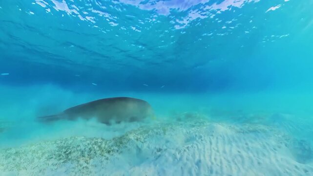 Rare dugong (sea cow) swimming underwater in the Red Sea, Egypt, showcasing a peaceful marine mammal in its natural habitat.