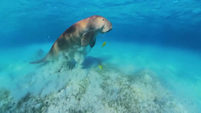 Rare dugong (sea cow) swimming underwater in the Red Sea, Egypt, showcasing a peaceful marine mammal in its natural habitat.
