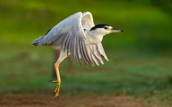 adulter Nachtreiher (Nycticorax nycticorax)