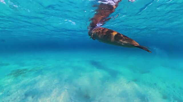 Rare dugong (sea cow) swimming underwater in the Red Sea, Egypt, showcasing a peaceful marine mammal in its natural habitat.