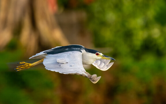 adulter Nachtreiher (Nycticorax nycticorax)