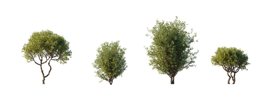 olive interior bush without pot (olea europaea, indoor olive tree, potless olive bush) isolated PNG on a transparent background premium nature cutout