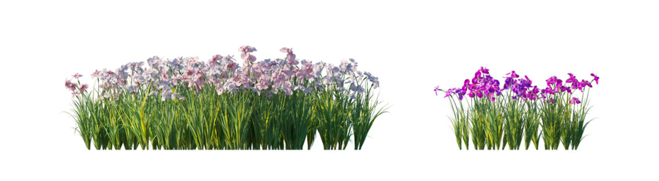 iris ensata clump (japanese iris, sword-leaved iris) isolated PNG on a transparent background premium nature cutout
