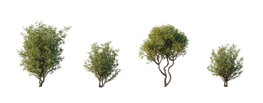 olive interior bush without pot (olea europaea, indoor olive tree, potless olive bush) isolated PNG on a transparent background premium nature cutout