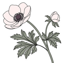 Single pink anemone flower and bud with green leaves on a stem, line art © Sharmin