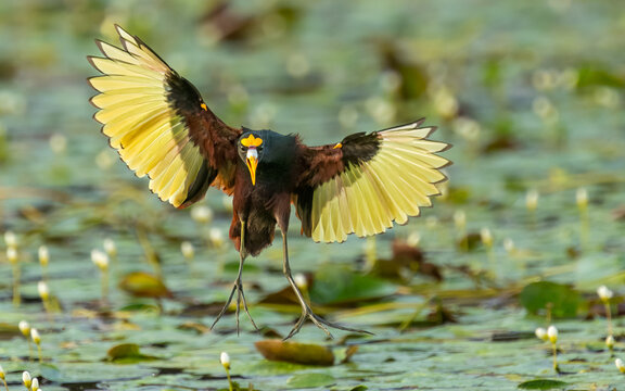 adult Gelbstirn-Blatth&uuml;hnchen (Jacana spinosa)