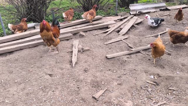 Young Loman Brown chickens in the pen eating food and pecking