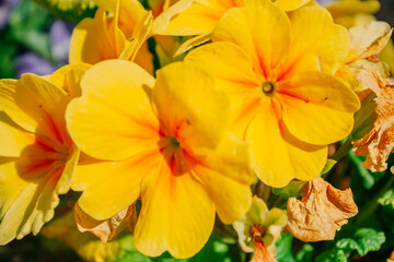 Obraz premium Close-up yellow petunias