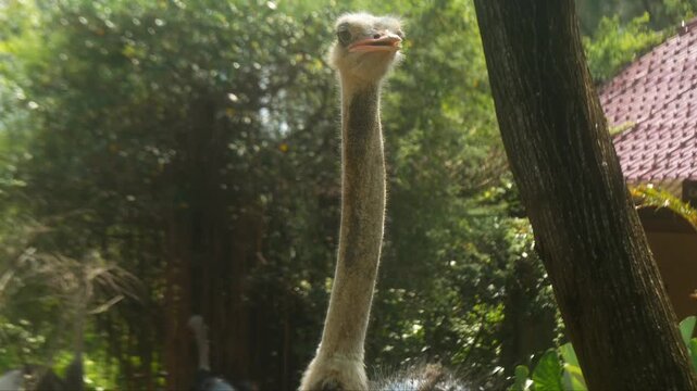 Struthio camelus, head of an ostrich, close up
