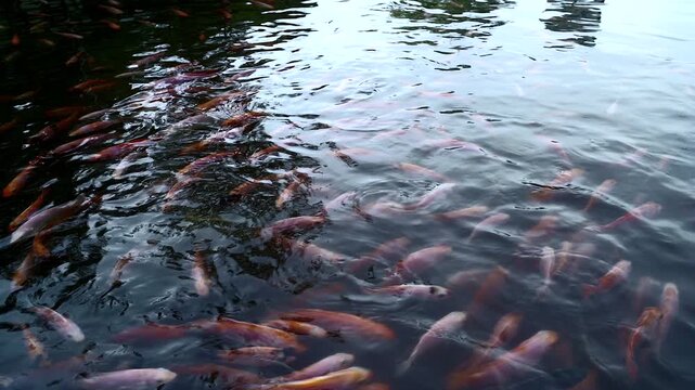 Fish pond view from surface with  light reflection and group fish swim