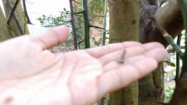 Wide close up shot of a human hand carefully reaching towards long, sharp thorns on a green tree branch outdoors