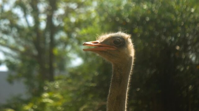 Struthio camelus, head of an ostrich, close up
