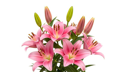 Fototapeta premium Vibrant Pink Lily Bouquet With Buds On White Background