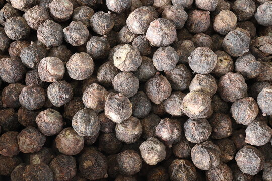 Lindera neesiana Kurz, Siltimur spice stock on shop