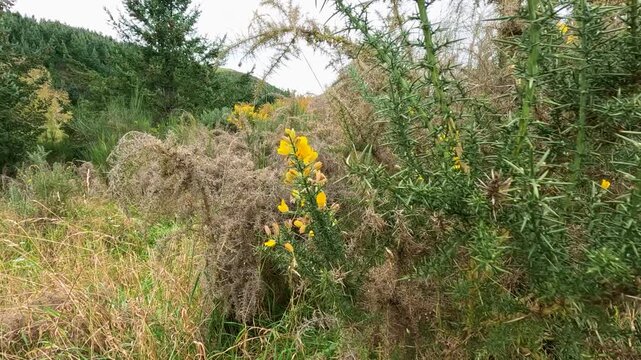 Natural movement of yellow gorse flowers and green thorny bushes in wild hills landscape.