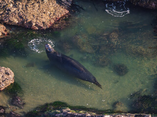 Fototapeta premium Elephant Seal Rests in Shallow California Tide Pool