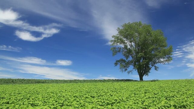 哲学の木と大豆畑と流れ動く雲