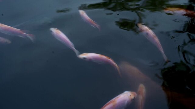 Medium close up view of group freshwater fish and light reflection at surface