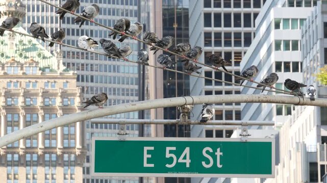 New York Park Avenue, 54 street sign in Manhattan Midtown, United States. Urban road sign in american city, traffic sign in NYC, USA. Building architecture near Grand Central. Pigeon birds.