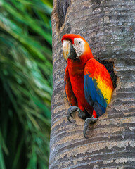 A scarlet macaw parrot looks out of its nesting cavity in a tropical garden in Costa Rica  © KKern