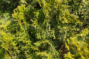 Fototapeta premium Closeup thuja foliage bathed in sunlight revealing intricate scale textures and vibrant green tones, shallow depth of field emphasizes detail and crisp shadows across branches
