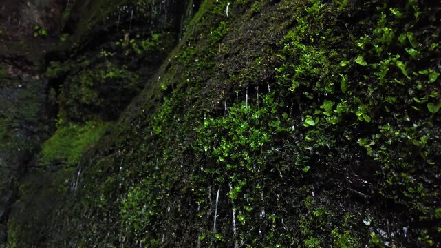 黄牛の滝