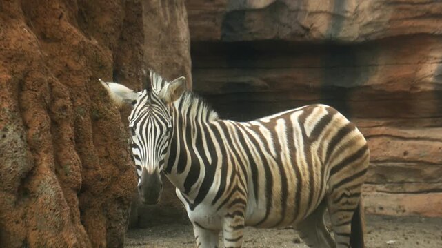 Zebra, relaxing while wagging its tail