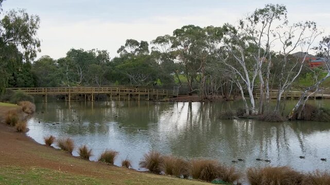 Calm reflective lake at Navan Park in Melton, Melbourne, featuring a timber wooden pedestrian bridge spanning the water, surrounded by native eucalyptus gum trees, wetland reeds along the foreshore