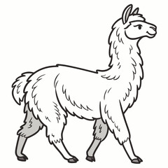 Obraz premium Simple line art illustration of a white woolly alpaca walking on plain