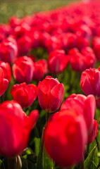 Obraz premium Red tulip flowers in spring